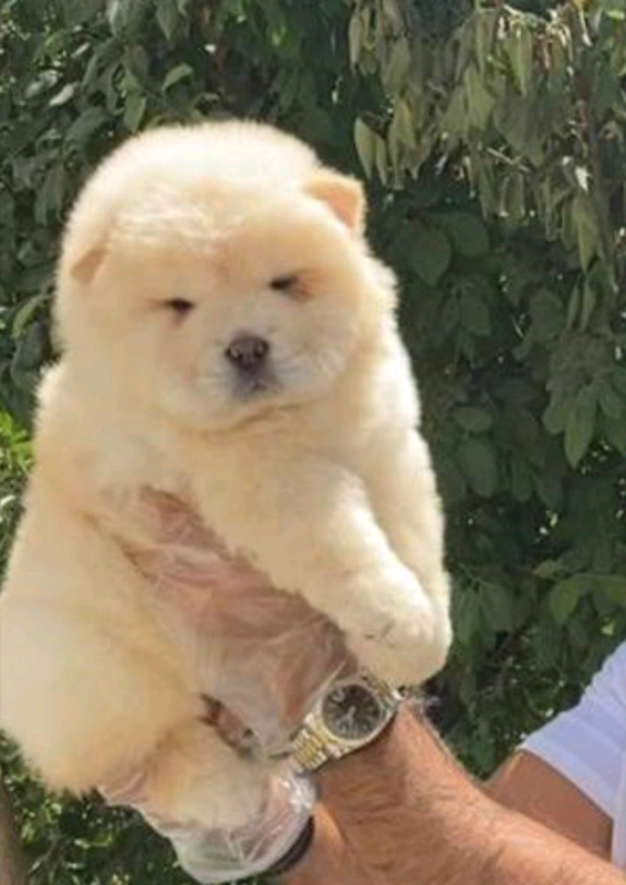 chow chow for sale gumtree